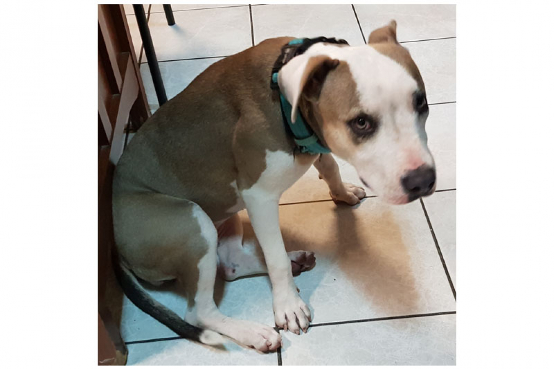 Female dog found in Guana Bay (update)