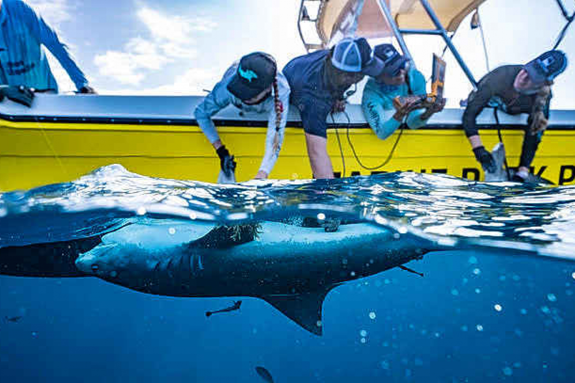 Saba Bank expedition for  protection of tiger sharks 