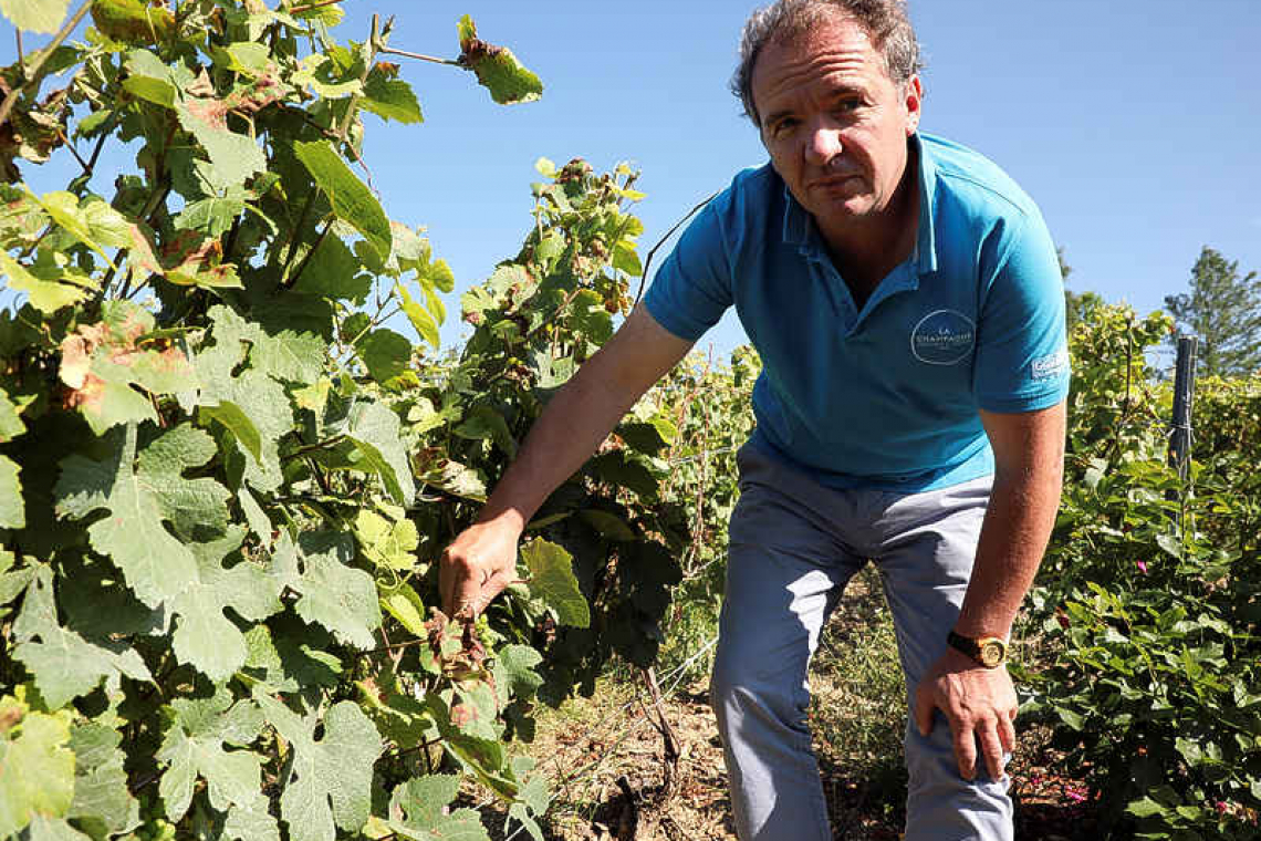 Champagne growers struggling in one of wettest summers on record