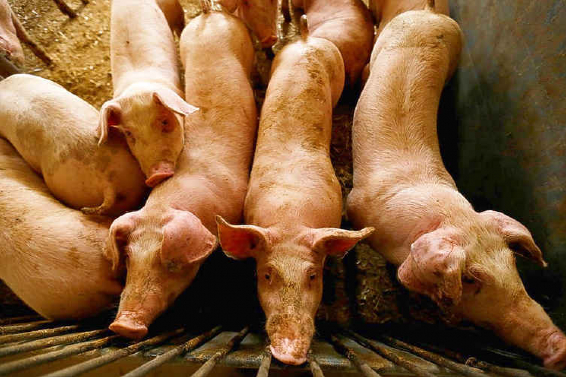 Dominican Republic to kill thousands  of pigs over swine fever outbreak