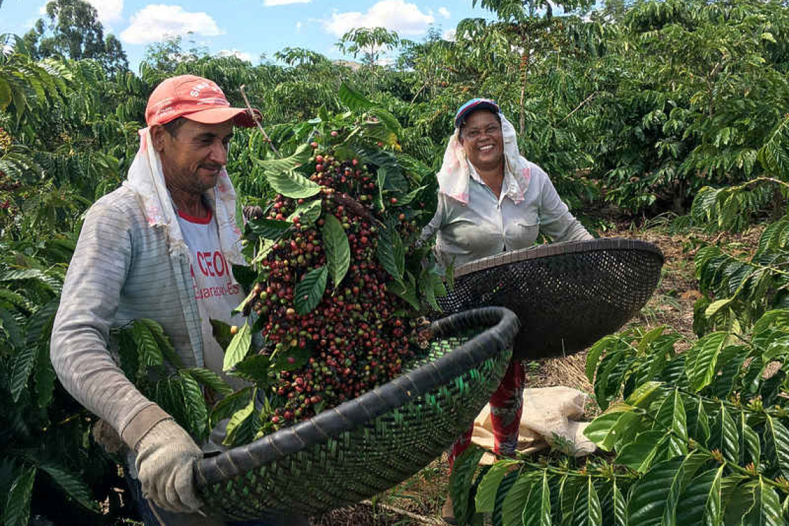 If your coffee's going downhill, blame climate change