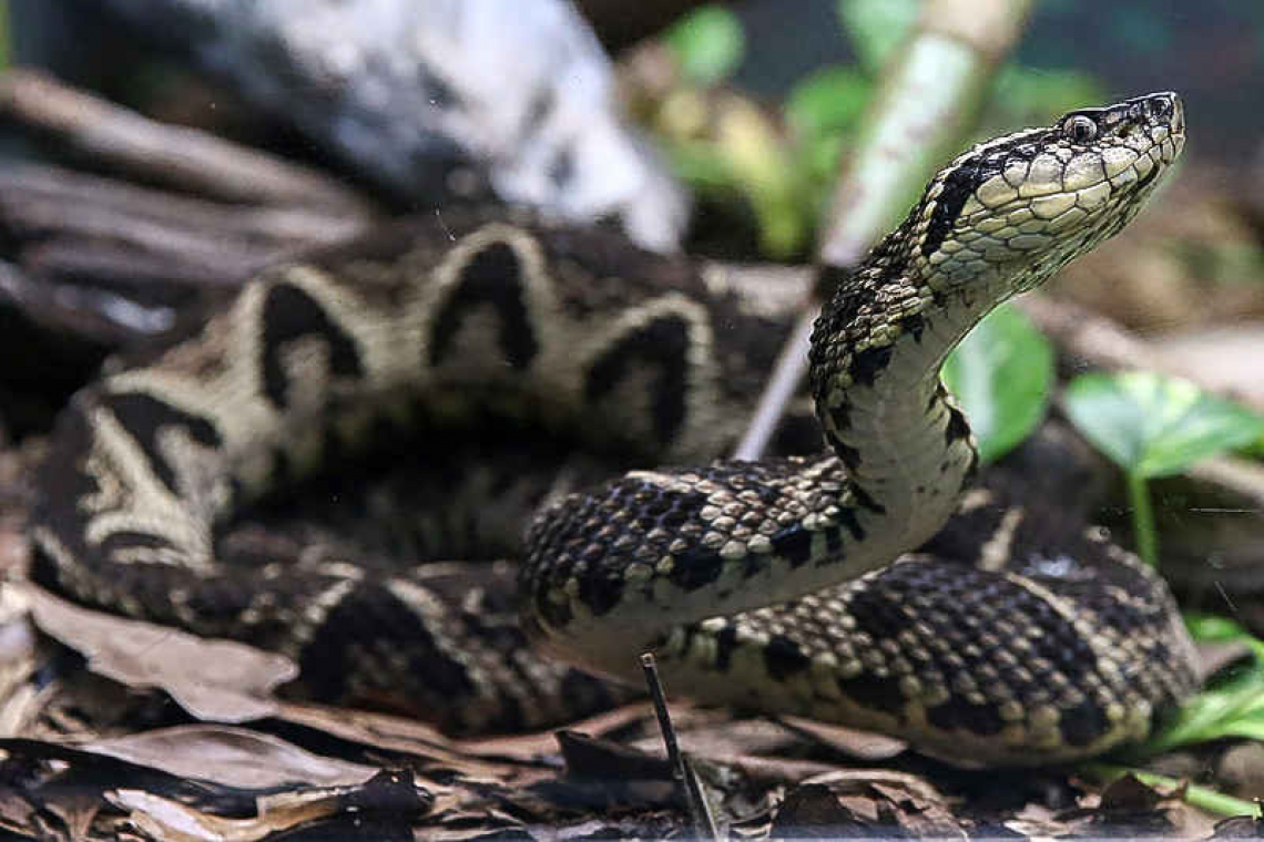 Brazil viper venom may become tool in fight against coronavirus