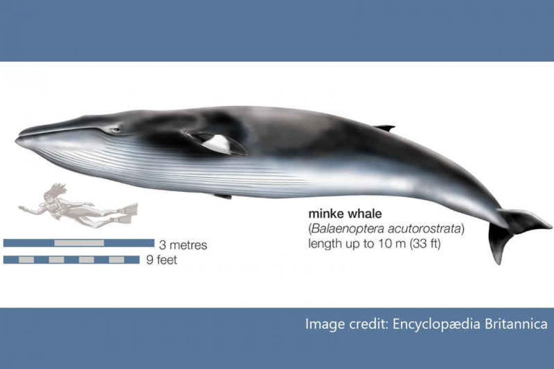 Importance of Yarari Sanctuary for Minke Whales