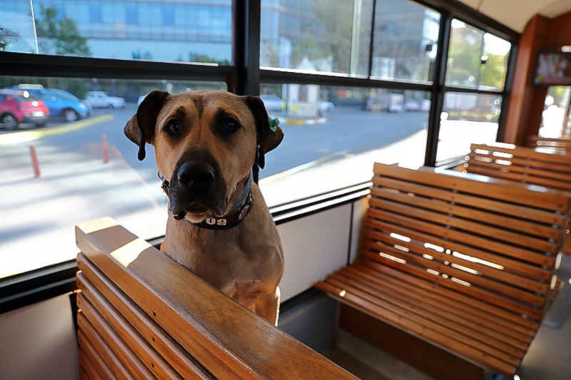 Wandering dog is Turkey commuters' best friend