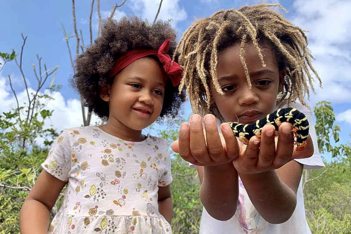 Anguilla Pollinators  Project launched