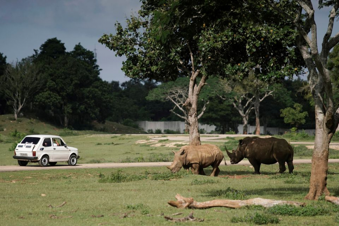 Das Auto eines Besuchers fährt an einem Nashorn im Zoo in Havanna vorbei, 27. Oktober 2021. | Bildquelle: © Reuters /Alexandre Meneghini | Bilder sind in der Regel urheberrechtlich geschützt