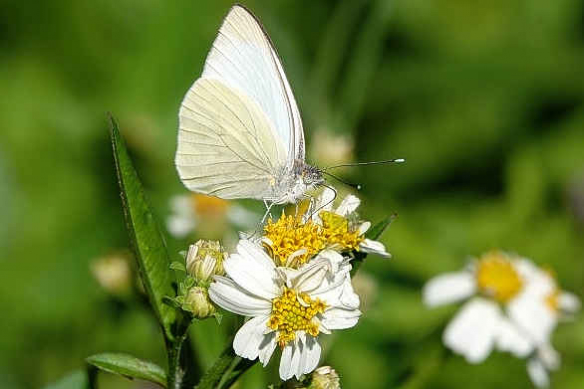 Fun Butterfly Facts!