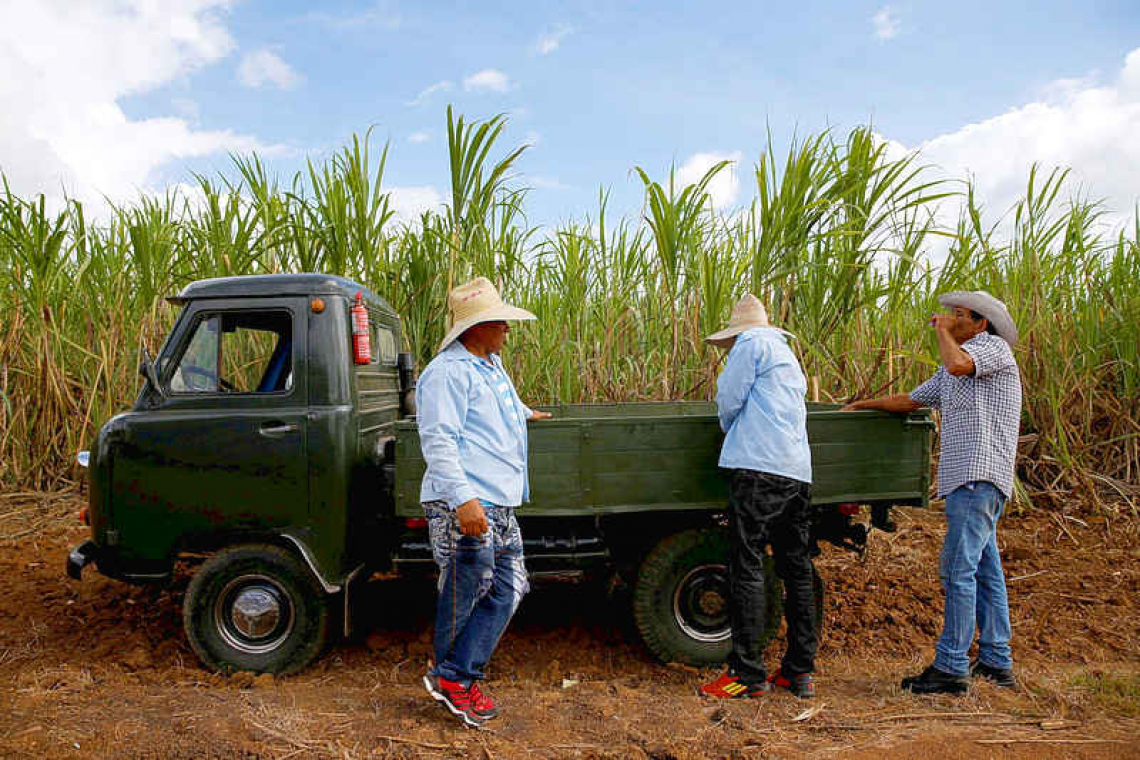 Cuban sugar industry restructures as yet another bleak harvest looms