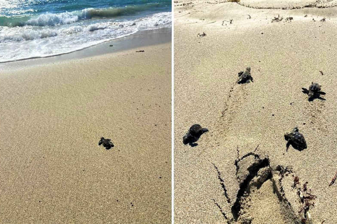 111 dead hatchlings due to  sea turtle nest disturbance