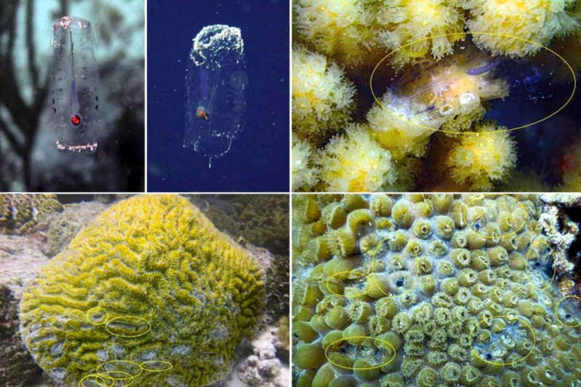 New food source for Caribbean corals discovered
