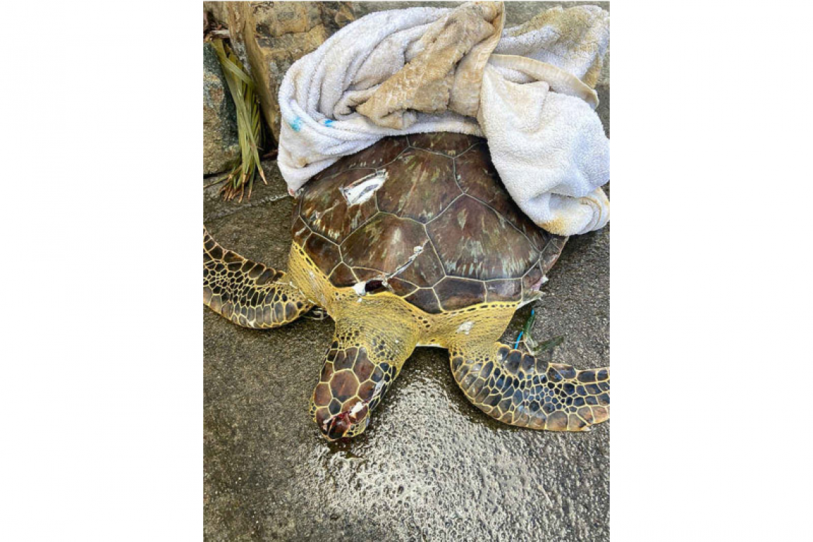 Nature Foundation records fourth  fatal sea-turtle boat-strike for 2021