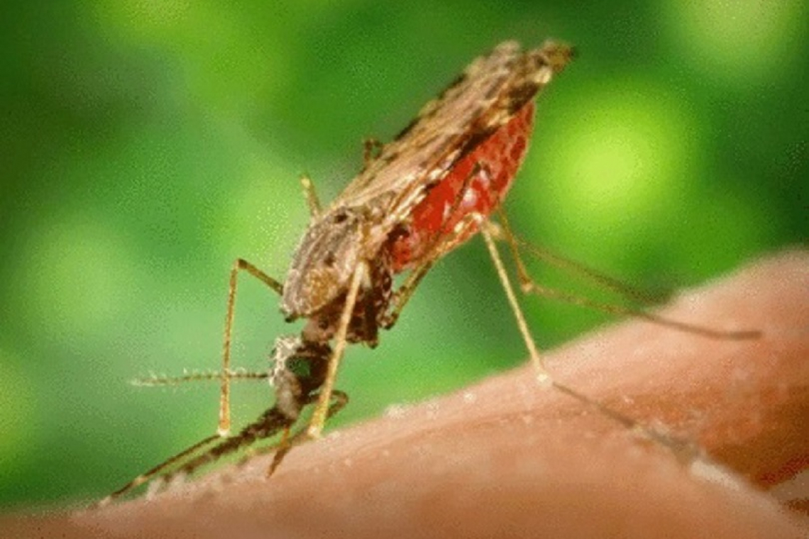 Malaria infections  fall in Suriname