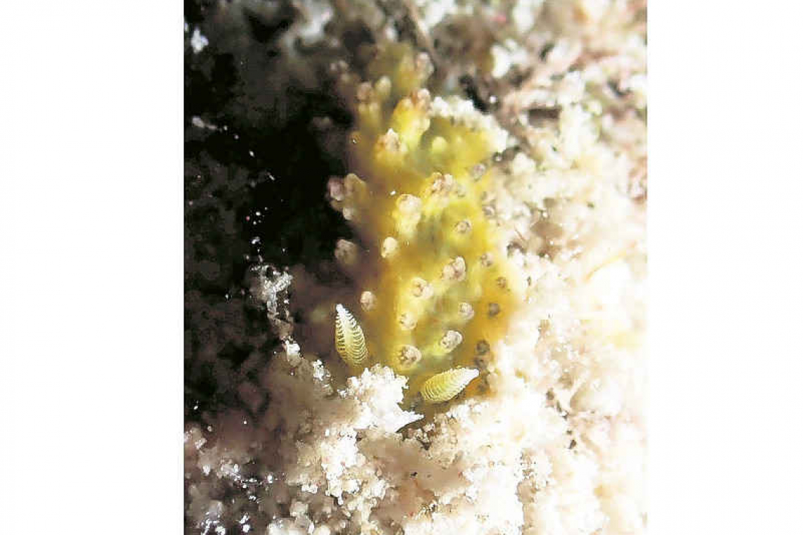 Rare nudibranch discovery highlights diversity of Bonaire’s reefs