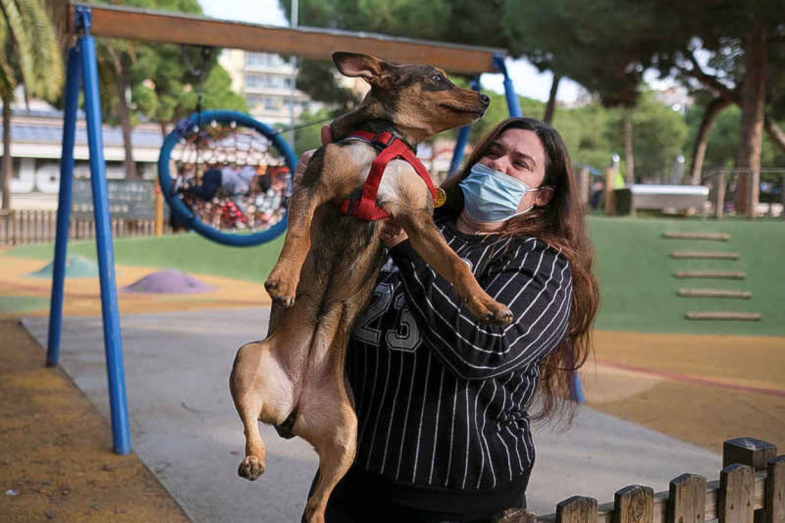 Dog custody: Spain to consider pets' welfare in divorce battles