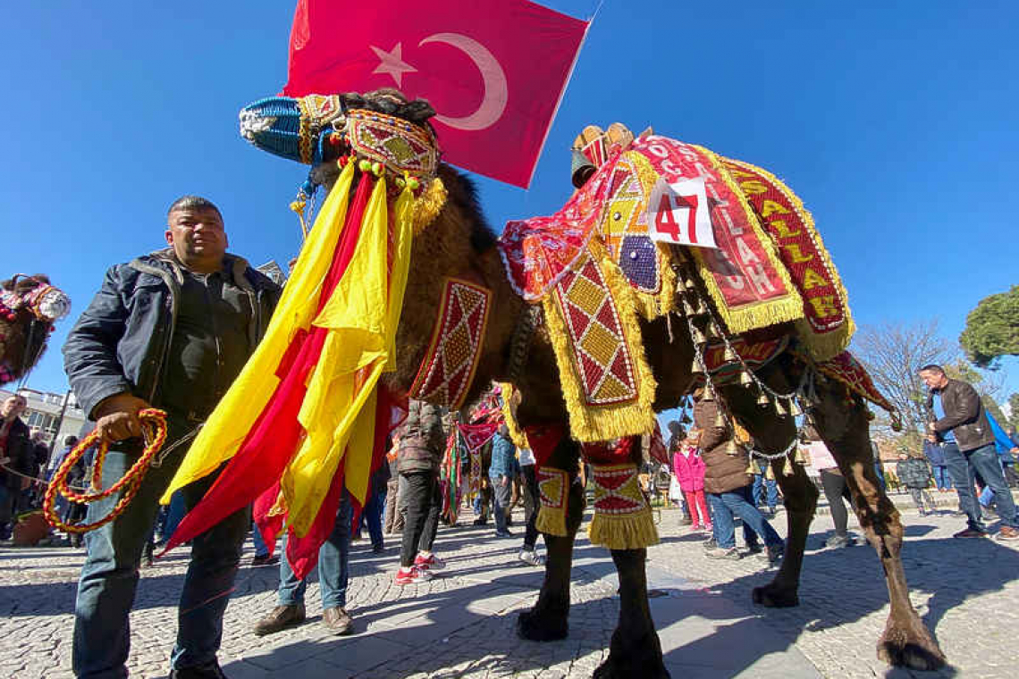 Animal rights activists slam Turkish camel wrestling