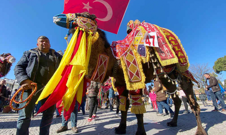 Animal rights activists slam Turkish camel wrestling