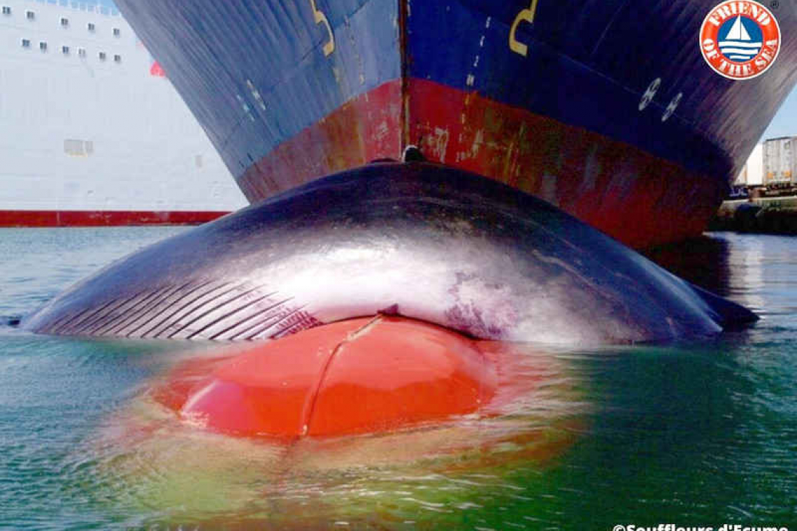 Cruise ships, shipping vessels  kill 20.000 whales every year 