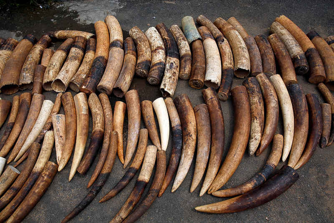 Elephant tusk DNA sleuthing reveals ivory trafficking networks