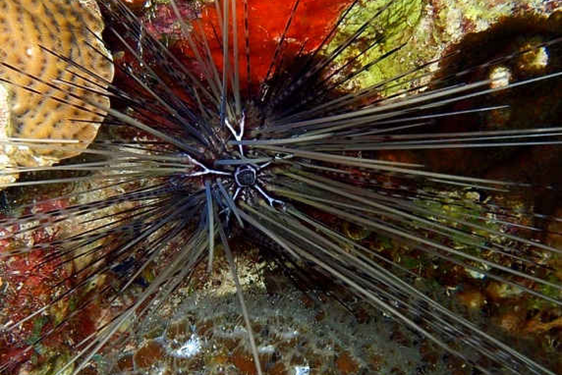 Sea urchin restoration workshop  to support coral reef recovery