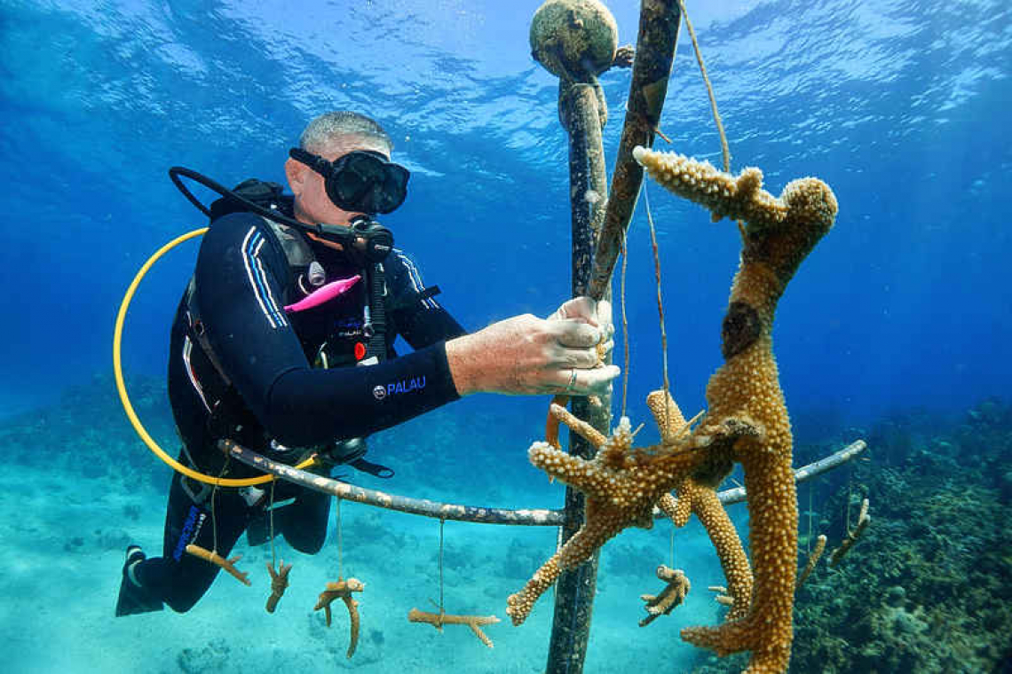 Cubans grow corals, restore ailing  barrier reef on shoestring budget