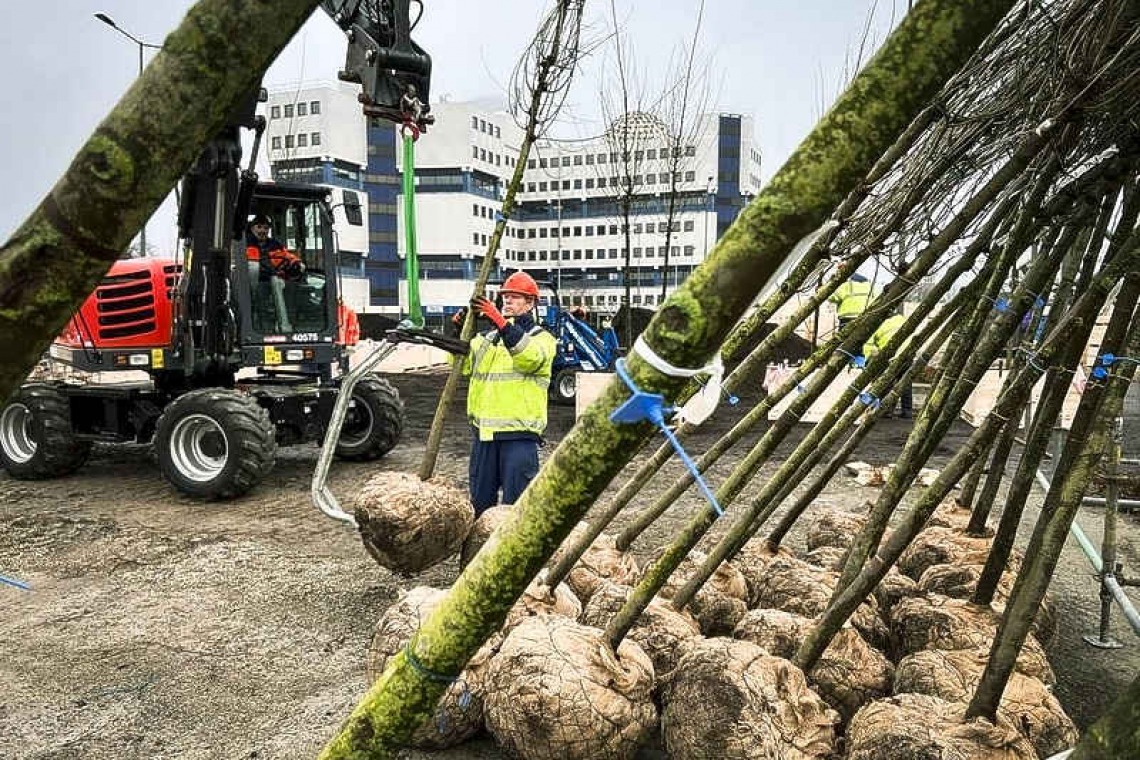 ‘Walking’ trees take over  northern city Leeuwarden