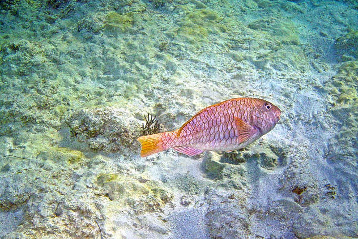 The Daily Herald - Fish poop: An underappreciated food source for coral  reef fishes?