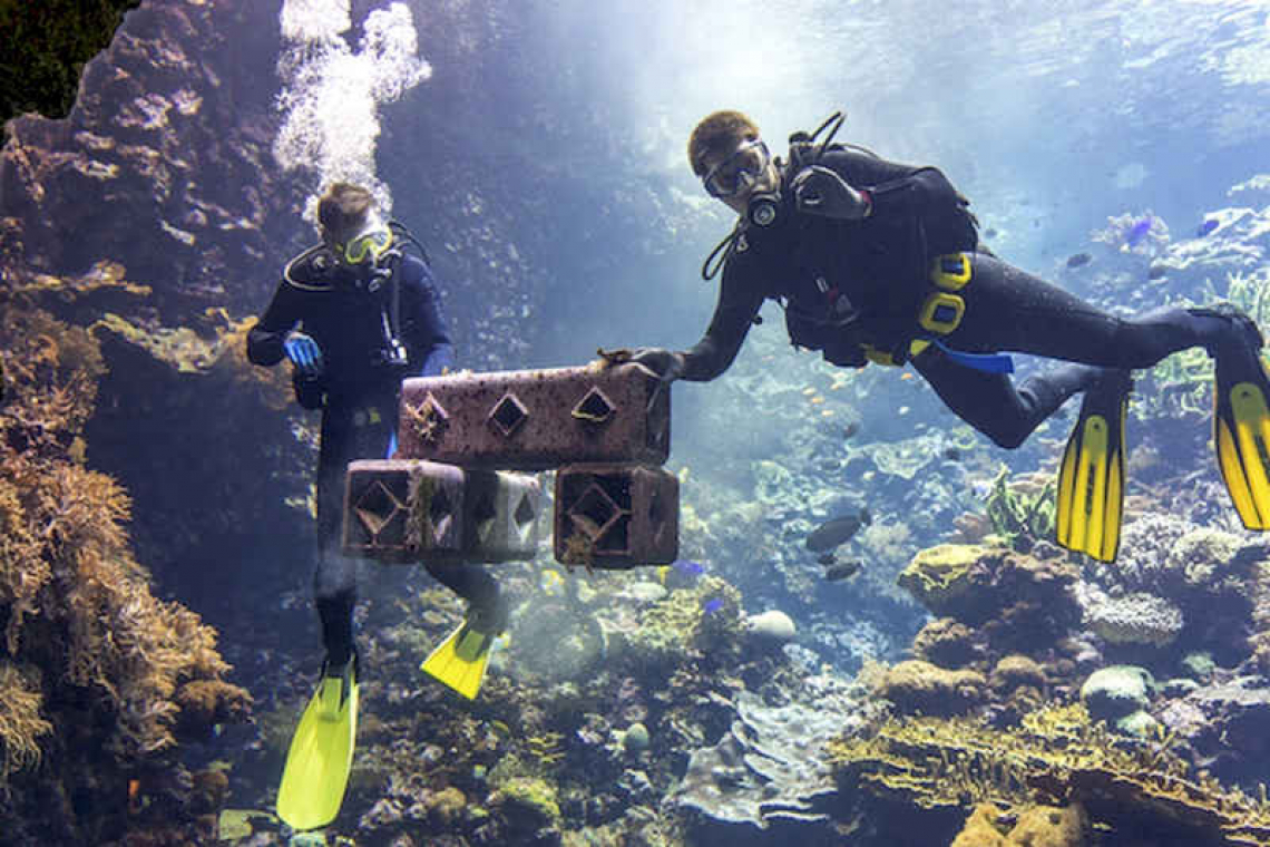 Dutch zoo works with Delft  start-up to restore coral reefs