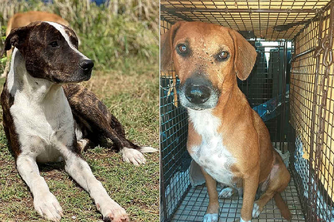  WYCCF and vet proceed to euthanise pack of dogs