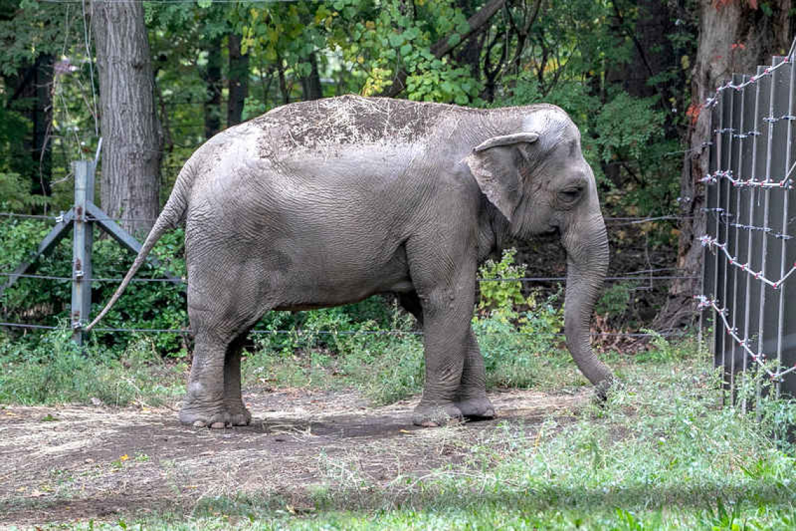 Happy the elephant denied personhood, to stay at Zoo