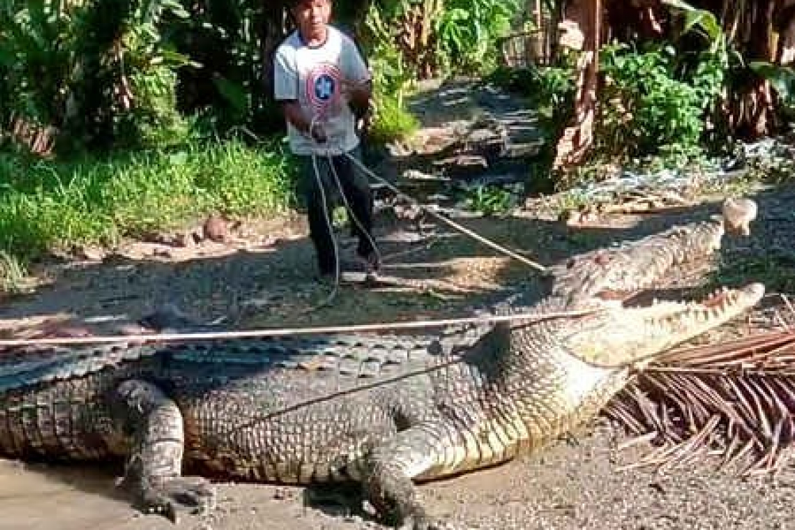 Villagers applaud Indonesian for capturing big crocodile with rope