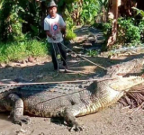 Villagers applaud Indonesian for capturing big crocodile with rope