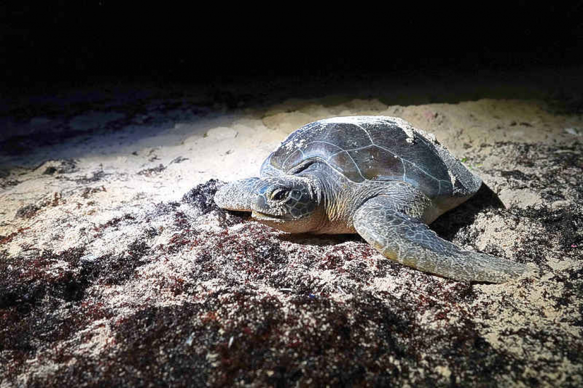 Cuban sea turtles can’t escape climate change, even on these far-flung beaches