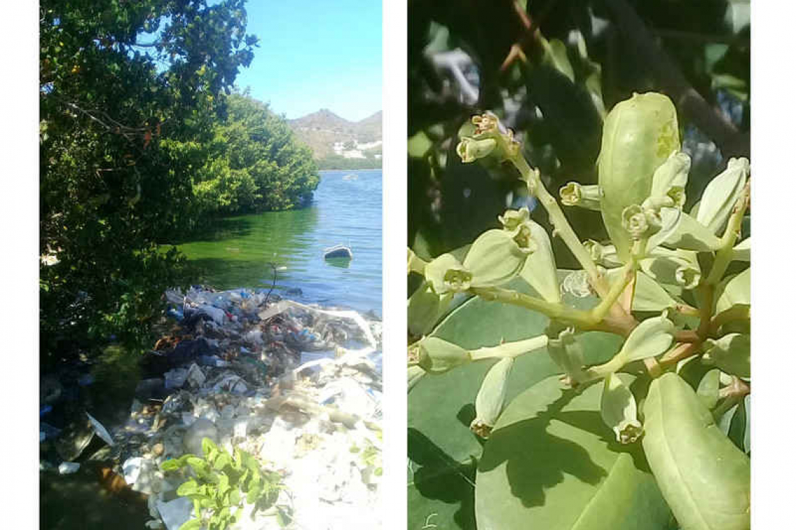 St. Maarten’s Ecosystem