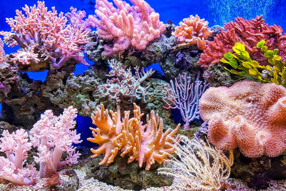 Protect your skin, don’t stress corals 