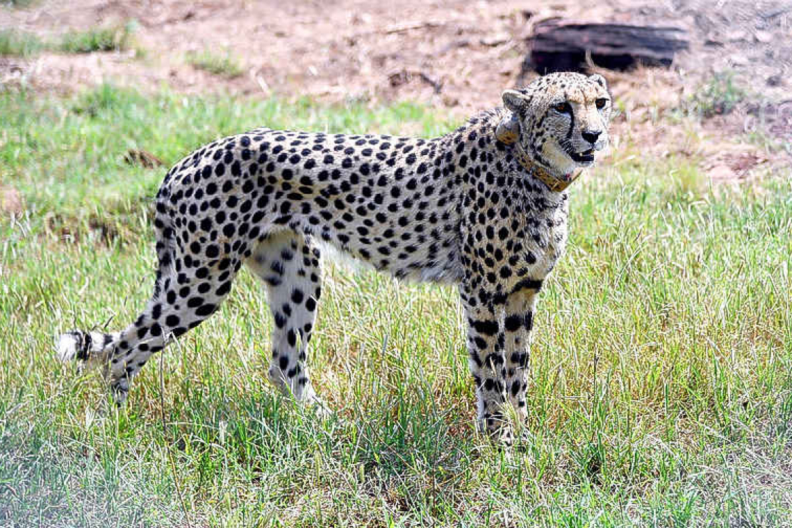 Cheetahs return to India after 70-year absence