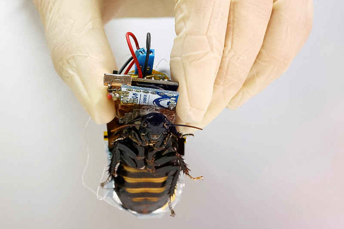 Meet Japan's cyborg cockroach, coming to disaster area near you