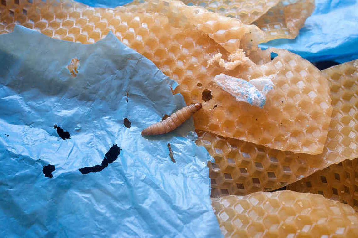 Wax worm's saliva may boost fight against plastic
