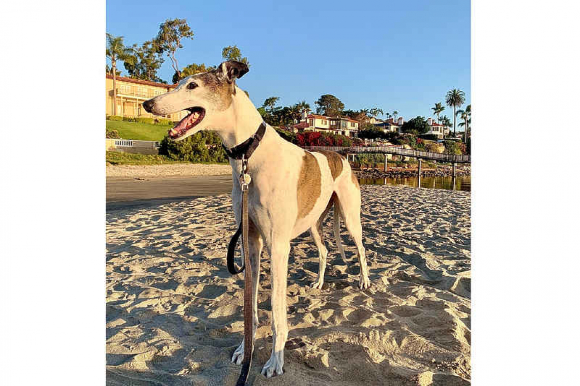 From racer to pet – transforming a greyhound