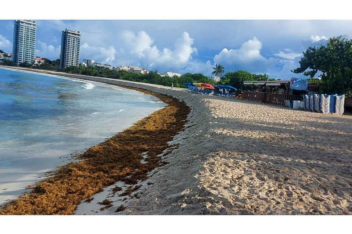 Sargassum seaweed on our beaches