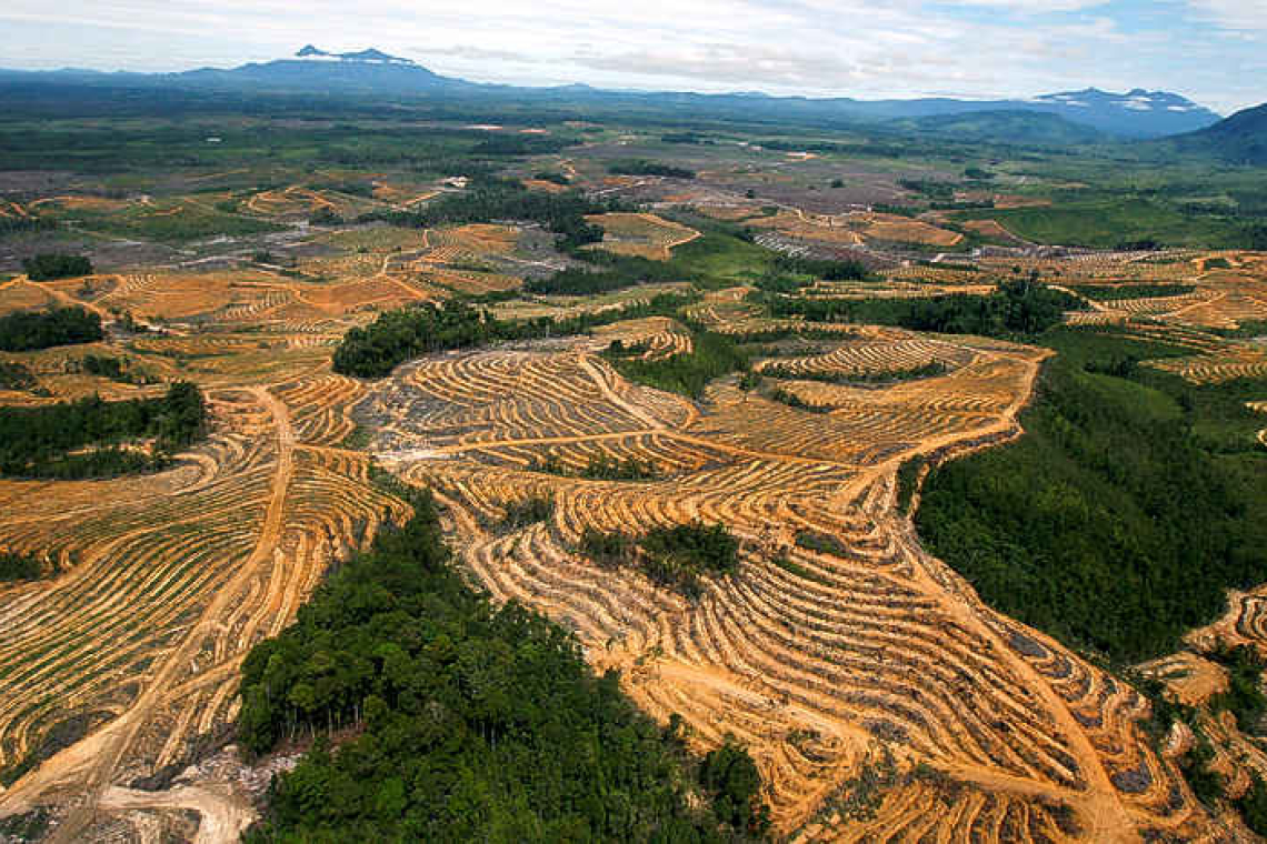 COP27-Countries band together to keep forest promise