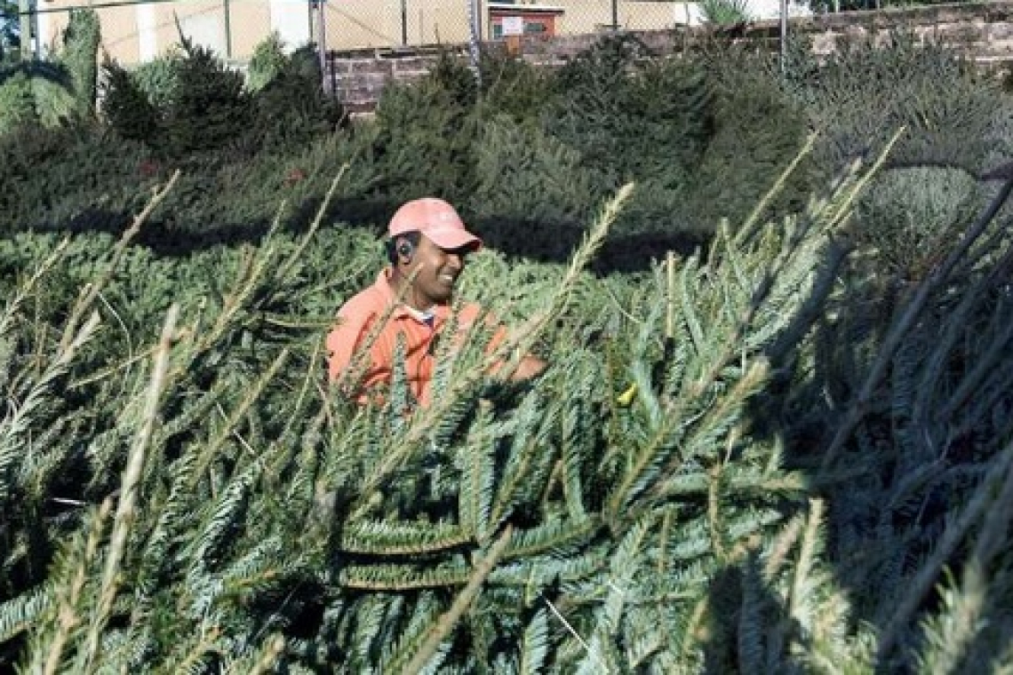 Christmas tree supply  shortage looms
