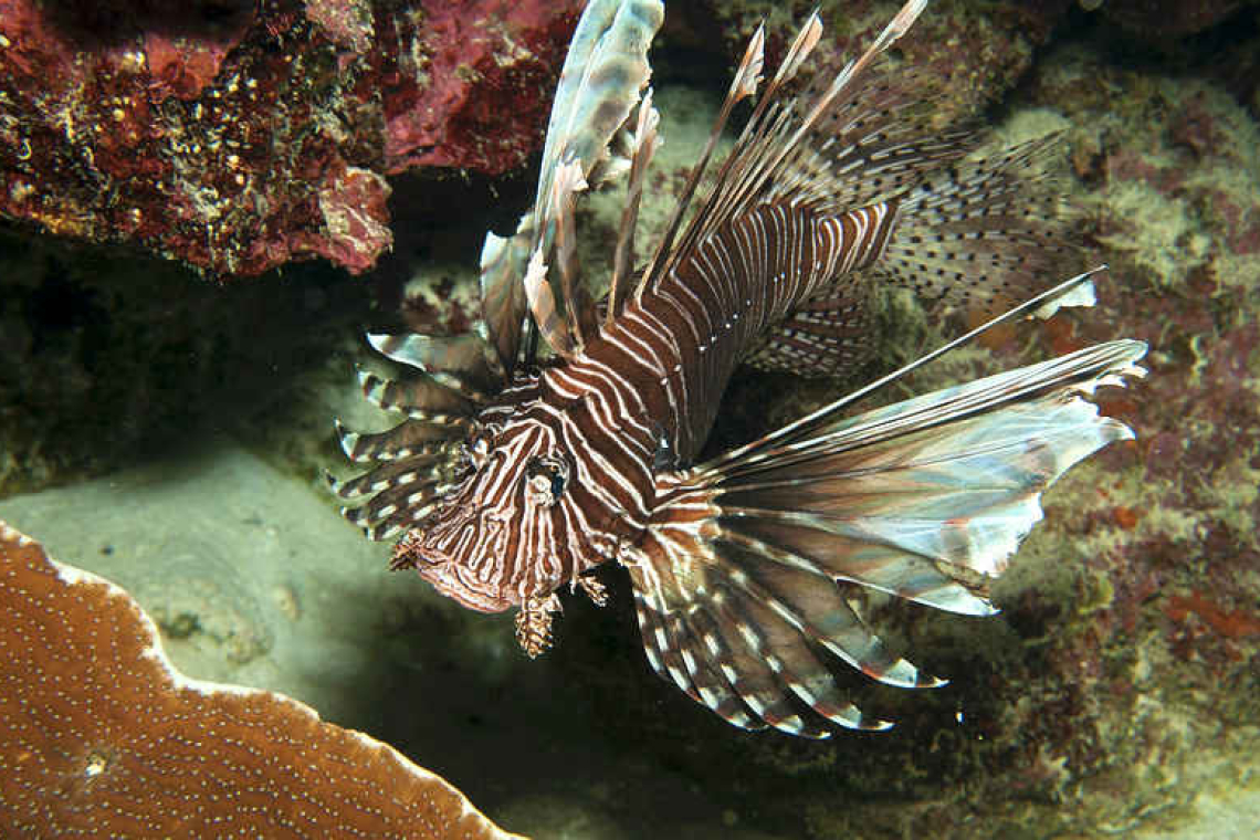 Rapid decline of lionfish  population in Saba Bank