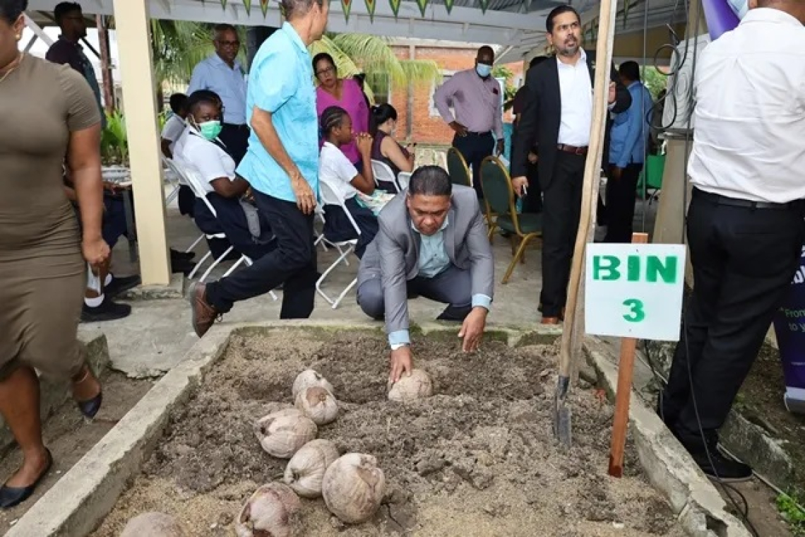 New high-yielding coconut variety  launched in effort to boost sector