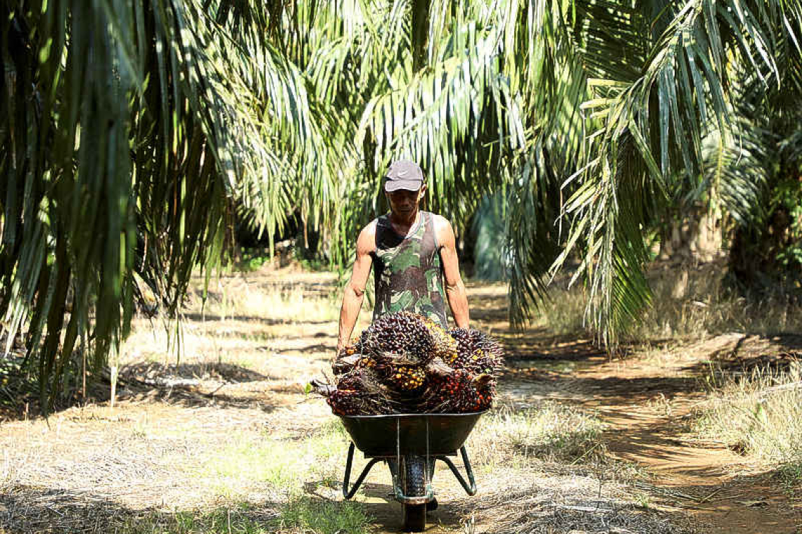 Malaysia says it could stop palm oil exports to EU after new curbs