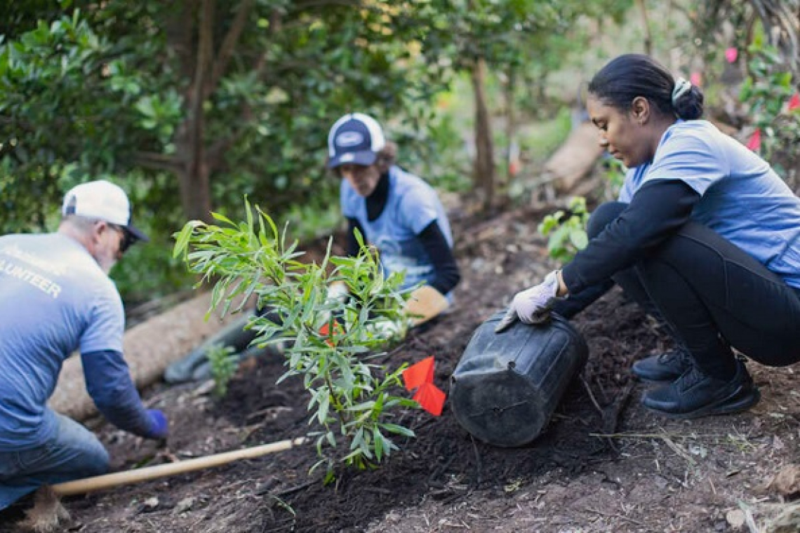 Micro forests take  root across island