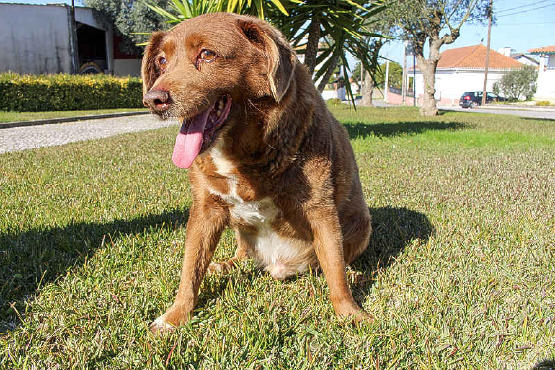 Take a bow-wow! Meet Bobi, world's oldest dog on record