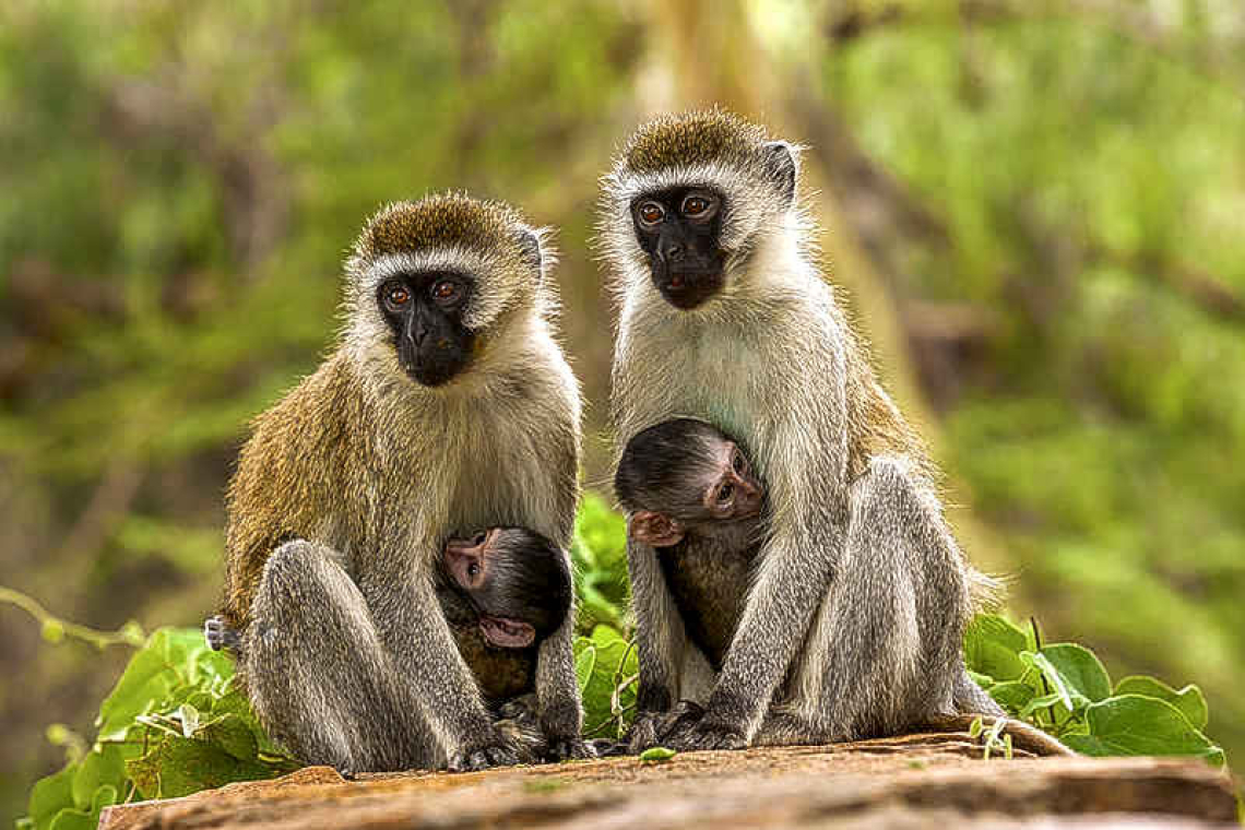 More than 40 organisations  ask not to euthanise monkeys