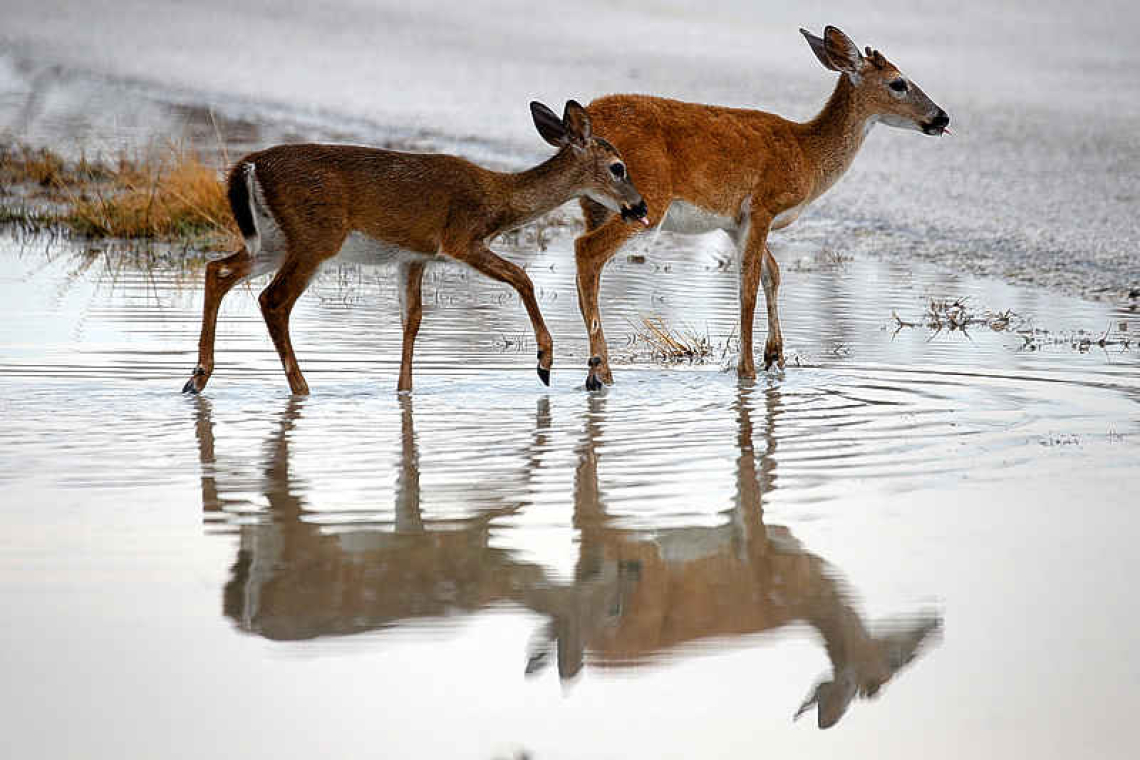 Huge chunk of plants, animals in US at risk of extinction