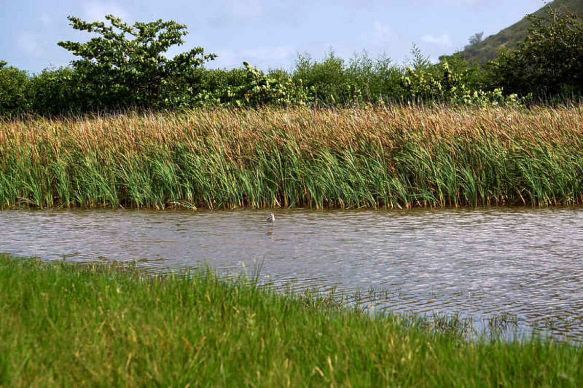 Collectivité to protect natural    pond at Mill Rum, Grand Case