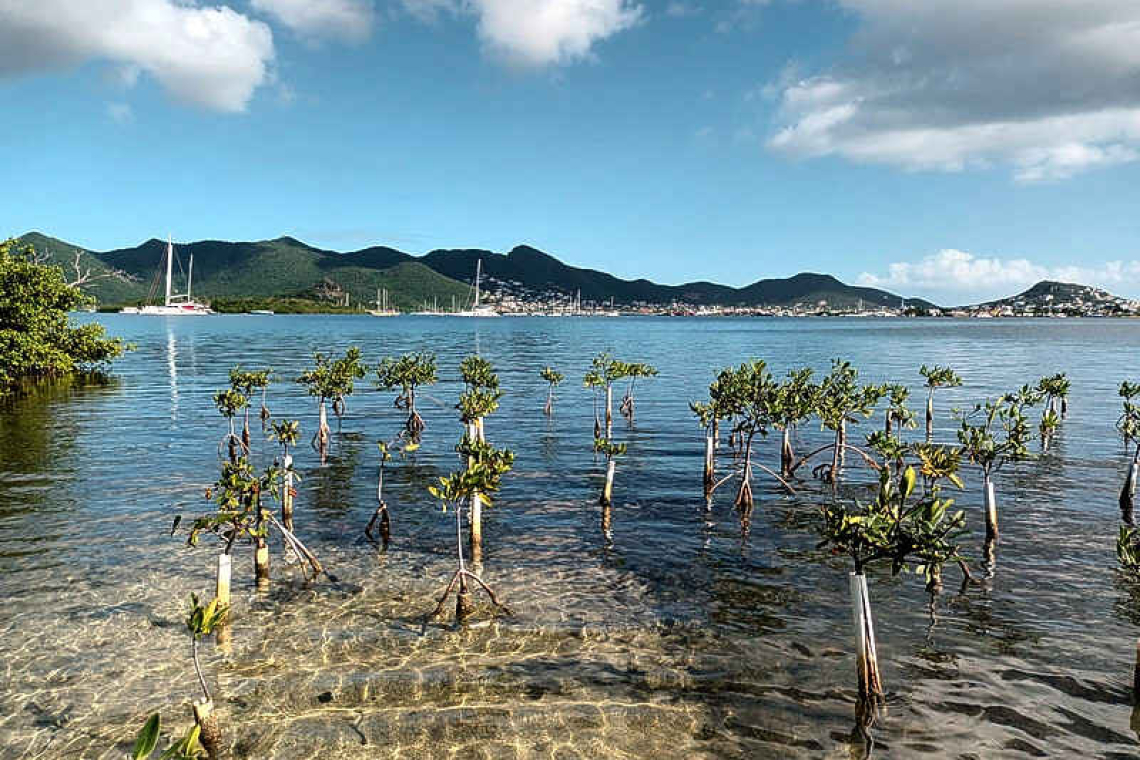 Help Plant Mangroves